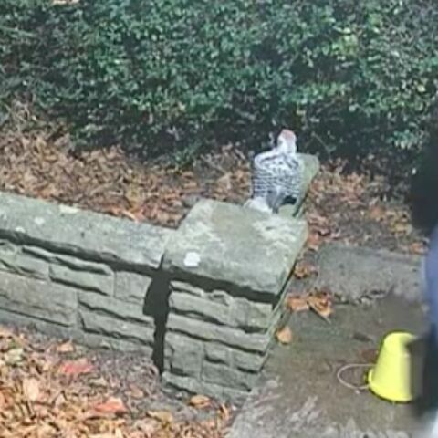 untitled_design_-_2025-02-19t195909_881