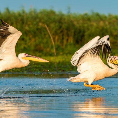 Φλώρινα: Κρούσματα της γρίπης των πτηνών σε δύο λίμνες - Νεκροί 10 αργυροπελεκάνοι
