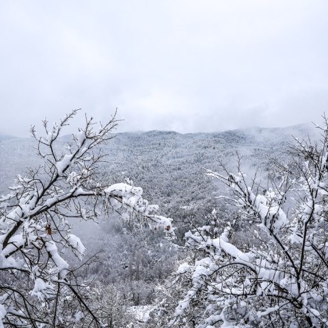 Χιόνια σε δέντρα 