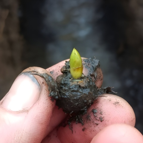 Χέρι που κρατά ένα κλωνάρι - Σύμβολο ελπίδας