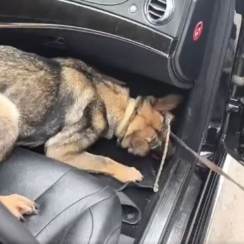 Πώς η Roxy, ο σκύλος της αστυνομίας, ξετρύπωσε κρυμμένα ναρκωτικά από ΙΧ