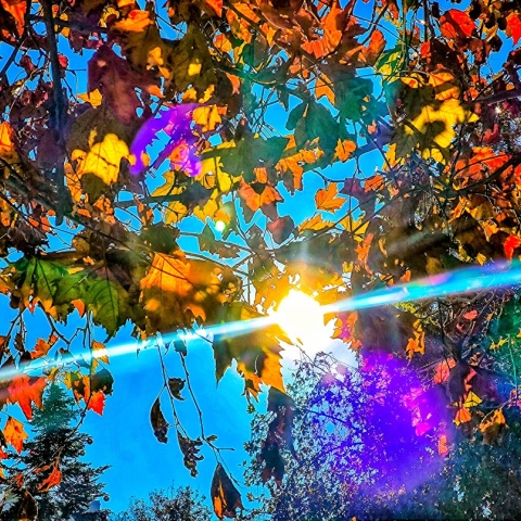 Ήλιος πίσω από τα φύλλα δέντρου