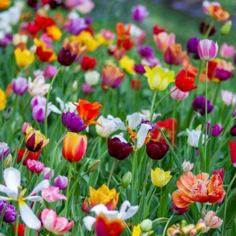 Εορτολόγιο: Σήμερα, 8 Μαρτίου 2025, γιορτάζει…