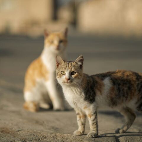 Συνταξιούχος αστυνομικός αυτός που δηλητηρίασε και σκότωσε γάτες στη Θεσσαλονίκη