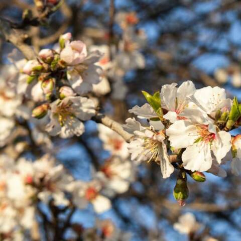 Μάρτης γδάρτης