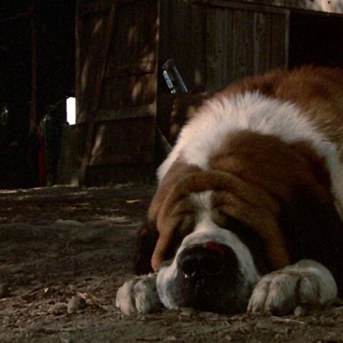 cujo1