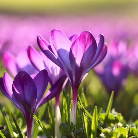 Εορτολόγιο: Σήμερα 13 Μαρτίου 2025 γιορτάζει..