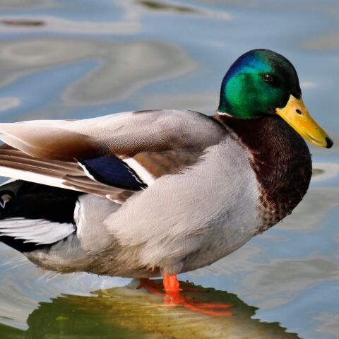 Χανιά: 48χρονος τραυμάτισε πάπια με ψαροντούφεκο και μετά απείλησε να κάψει περαστικούς