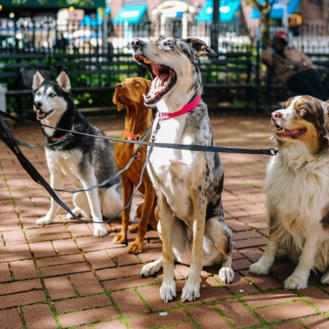 Προσοχή στις κάμπιες της άνοιξης: Ο μεγάλος κίνδυνος για τα κατοικίδιά μας