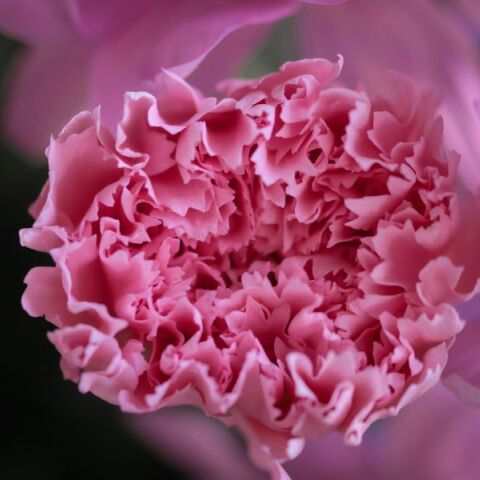 Εορτολόγιο: Σήμερα 19 Μαρτίου 2025 γιορτάζει…