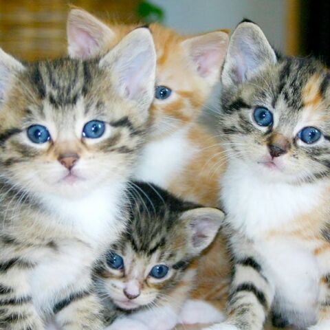 Ουγγαρία: 60χρονη κρατούσε στο σπίτι της περισσότερες από 100 γάτες σε άθλιες συνθήκες