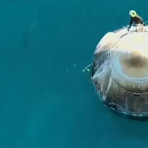 Κοπάδι δελφινιών υποδέχτηκε τους αστροναύτες της NASA, κατά την προσθαλάσσωση της κάψουλας της SpaceX - Αναδύθηκαν μέσα από τα νερά