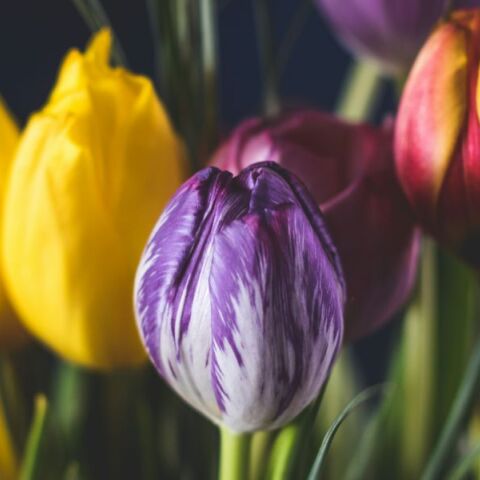 Εορτολόγιο: Σήμερα 20 Μαρτίου 2025, γιορτάζει…