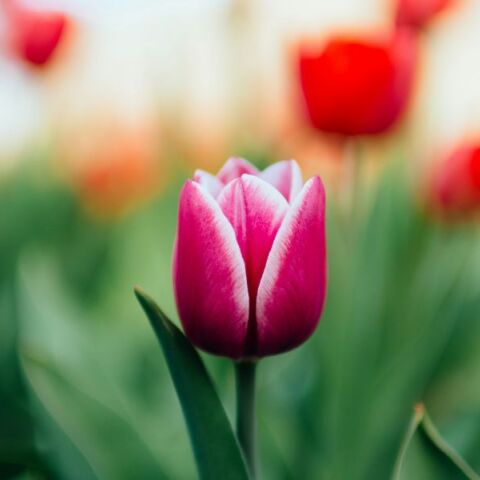 Εορτολόγιο: Σήμερα 21 Μαρτίου 2025 γιορτάζει…