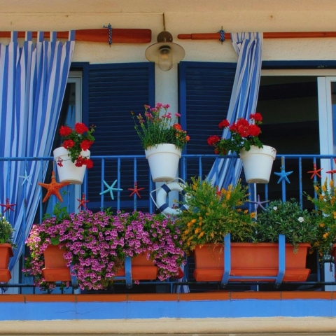 8 δημοφιλή φυτά για να βάλετε την Άνοιξη στο μπαλκόνι σας	