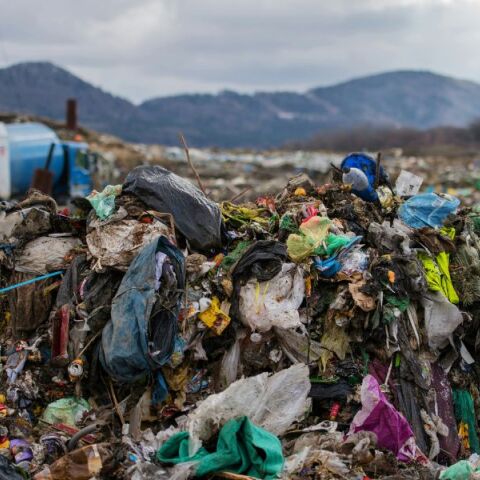 Μελέτη: Πρώτα στοιχεία για τη συσσώρευση μικροπλαστικών στους πνεύμονες των πουλιών, με εκτεταμένη μόλυνση σε πάνω από 50 είδη.