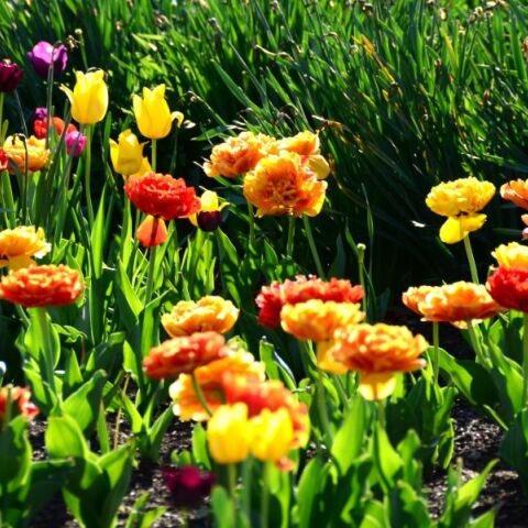 Εορτολόγιο