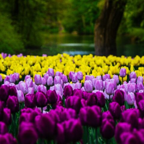 Εορτολόγιο: Σήμερα 24 Μαρτίου 2025 γιορτάζει