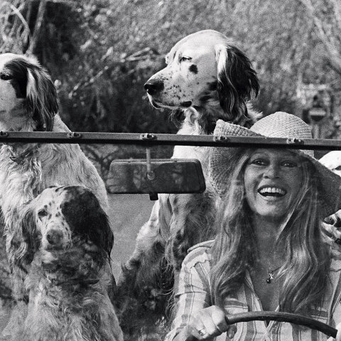 Chic Dogs: Μια φωτογραφική ιστορία με σκυλιά σαλονιού