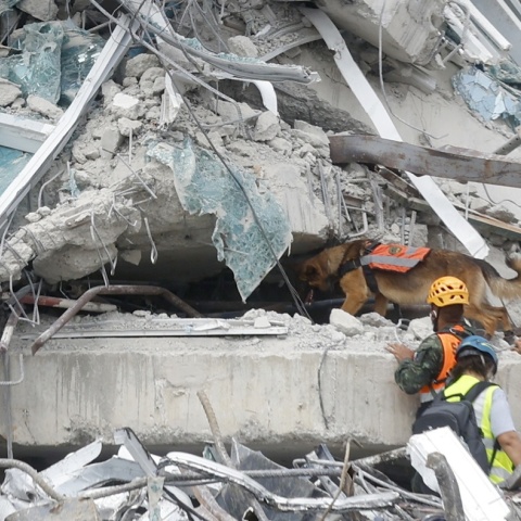 Σκυλί και διασώστες στα ερείπια μετά τον σεισμό