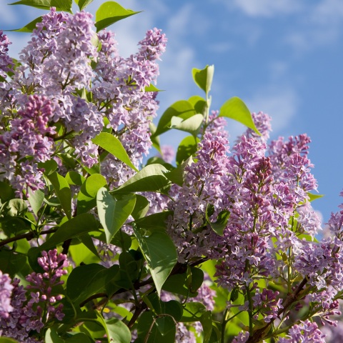 lilac-branch