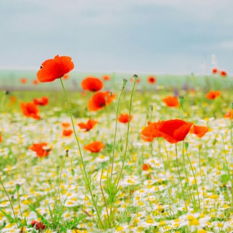 Εορτολόγιο: Σήμερα 2 Απριλίου 2025 γιορτάζει…