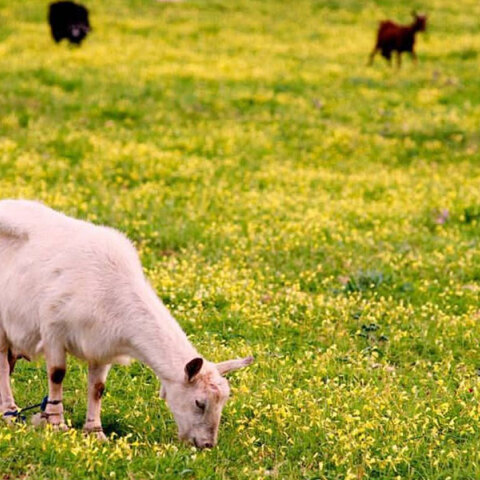 Πρωταπριλιά: Η φάρσα ως λογοτεχνικό είδος