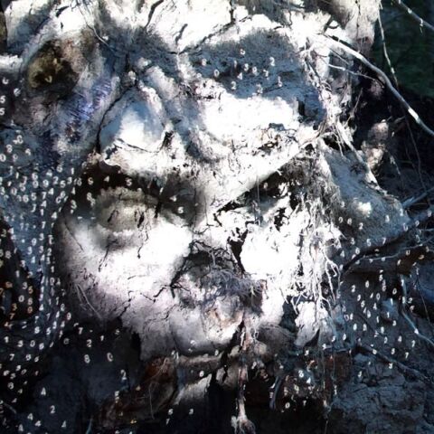 The Garden of Pythia του Charles Sandison: Μια νέα site-specific ανάθεση του PCAI στους Δελφούς