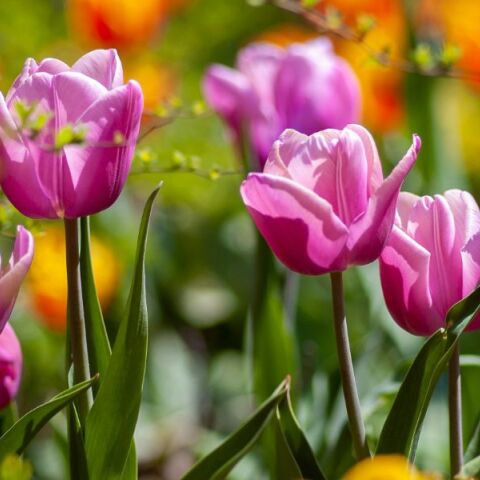 Εορτολόγιο: Σήμερα 3 Απριλίου 2025 γιορτάζει...