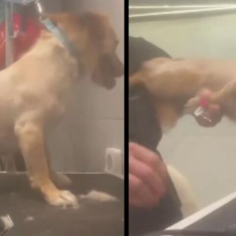 Βόλος: Pet groomer καταγγέλθηκε για κακοποιητική συμπεριφορά σε σκυλιά, ενώ τα κούρευε