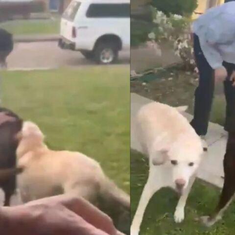 Σούνιτα Γουίλιαμς: Ατελείωτη αγάπη - Η συγκινητική στιγμή που οι σκύλοι της ξαναβλέπουν την αστροναύτη μετά από 9 μήνες 