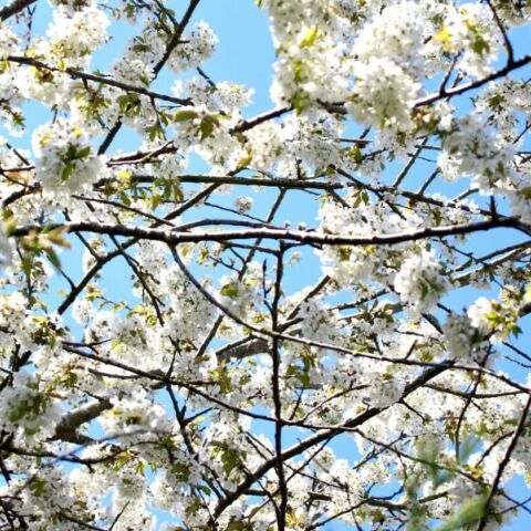 Εορτολόγιο: Σήμερα 4 Απριλίου 2025 γιορτάζει...