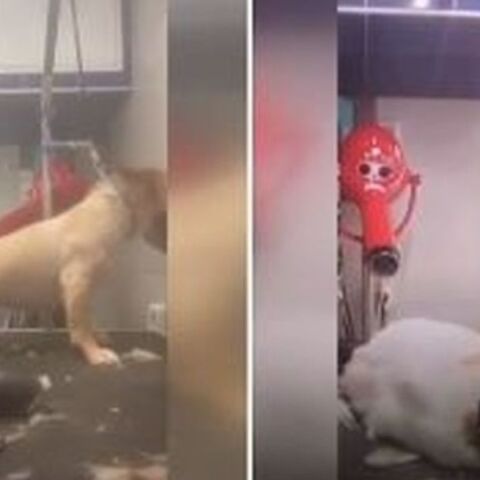 Βόλος: Νέο βίντεο δείχνει την pet groomer να τραβάει σκυλάκι από τις τρίχες του προσώπου του