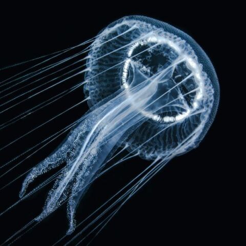 Μαρτυρικές στιγμές περιέγραψε influencer - Η TikToker ταξίδευε στις Φιλιππίνες με τον φίλο της όταν κάθισε άθελά της πάνω σε μια θανατηφόρα τετράπλευρη μέδουσα