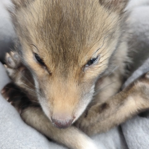 Κυψέλη: Σε κρίσιμη κατάσταση αλεπουδάκι που έπεσε από βράχο στην Αλεπότρυπα