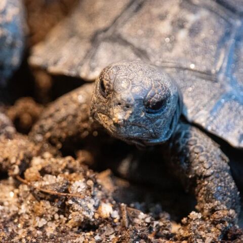 Μια 97χρονη χελώνα Γαλαπάγκος έγινε μητέρα για πρώτη φορά - Είναι κάτοικος του Ζωολογικού Κήπου της Φιλαδέλφειας εδώ και σχεδόν 93 χρόνια