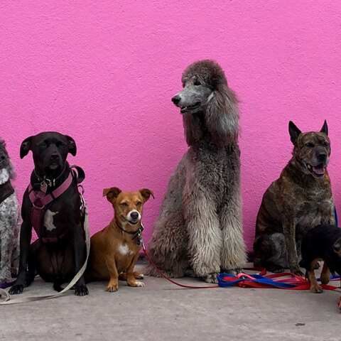Ποιες ράτσες σκύλων ζουν περισσότερο