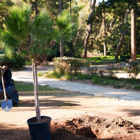 Δήμος Αθηναίων: Το Πράσινο Ταμείο ενέκρινε χρηματοδότηση για την ανάπλαση και ανάδειξη του λόφου του Φιλοπάππου - Δούκας: «Λύνουμε ένα πρόβλημα δεκαετιών»