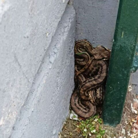 Πατήσια: Λαφιάτης βρέθηκε σε προαύλιο σχολείου - Είναι το μεγαλύτερο φίδι που συναντάται στην Ελλάδα