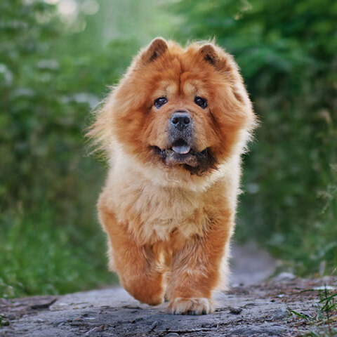 Τελικά, μπορούν όντως να μας καταλάβουν τα σκυλιά;