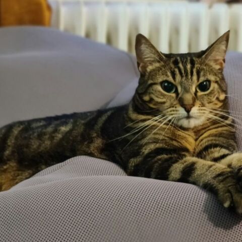 Γιατί αρέσει στις γάτες να κλέβουν τη θέση μας όταν σηκωνόμαστε