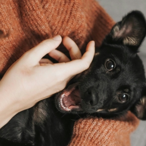 Τι πρέπει να περιέχει το κουτί πρώτων βοηθειών για τα κατοικίδιά μας;
