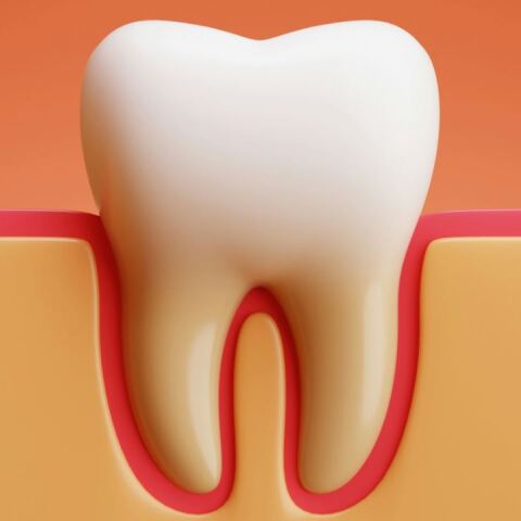 Επιστήμονες ανέπτυξαν ανθρώπινο δόντι σε εργαστήριο