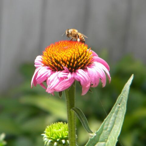 Μελέτη: Τα αγριολούλουδα μπορεί να απορροφούν τοξικά μέταλλα που περνούν στις μέλισσες
