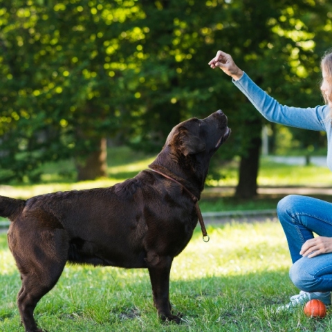 10 λάθη στην εκπαίδευση των σκυλιών