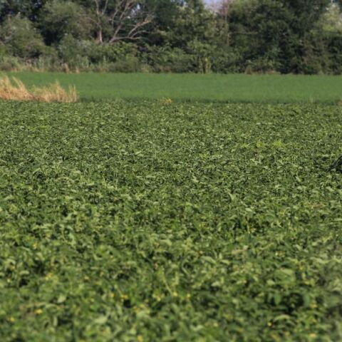 Νέα Μανωλάδα: Κρατούσαν αιχμάλωτους μετανάστες για να δουλεύουν εργάτες γης