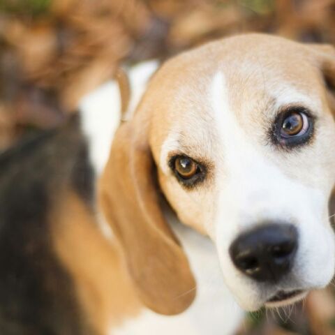 Θεσσαλονίκη: Αλληλομηνύθηκαν με αφορμή τις ακαθαρσίες ενός σκύλου - Επεισόδιο σε πάρκο της Καλαμαριάς - Προκαταρκτική έρευνα παρήγγειλε η εισαγγελέας