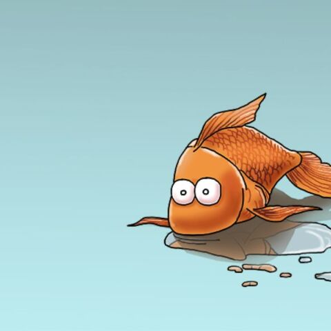 Αρκάς: Η «Καλημέρα» του με το χρυσόψαρο που αποζητά την ελευθερία του