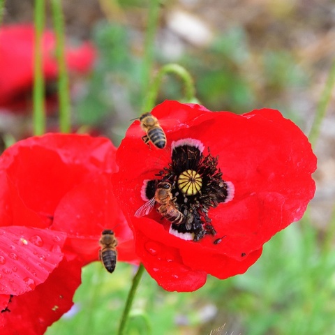 Μέλισσες πάνω σε λουλούδια