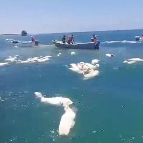 Ψαράδες έσωσαν πρόβατα που έπεσαν στη θάλασσα από πλοίο που ναυάγησε στην Υεμένη - Δείτε το βίντεο